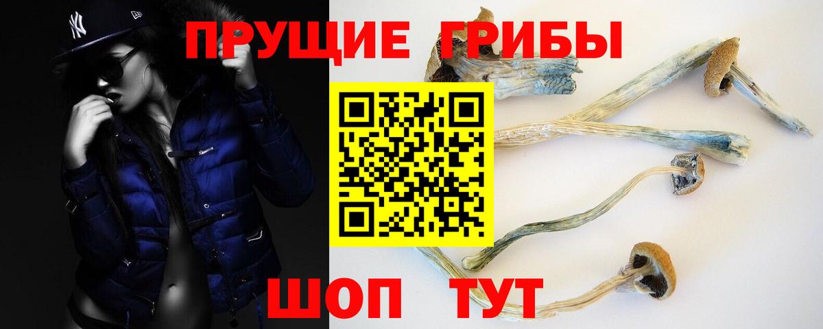 Псилоцибиновые грибы Psilocybe Шатура